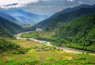 Punakha Tal mit Reisfeldern
