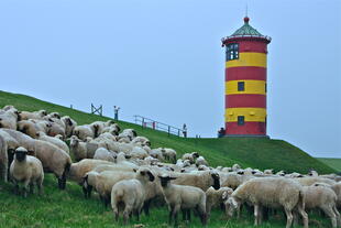 Schafsherde am Pilsumer Leuchtturm zur Abenddämmerung