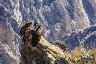 Anden-Kondore am Colca Canyon