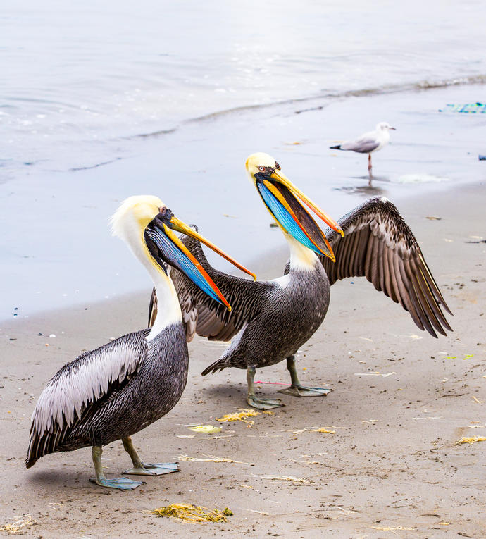 Pelikane auf den Ballestas Inseln