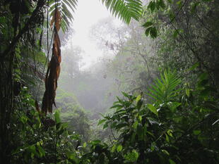 Regenwald in Monteverde