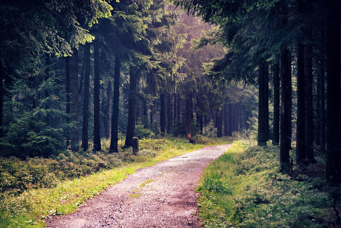 Wanderweg im Thüringer Wald