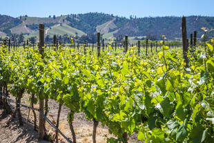Weingut bei Valparaiso