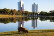 Capybara im Parque das Nações Indígenas
