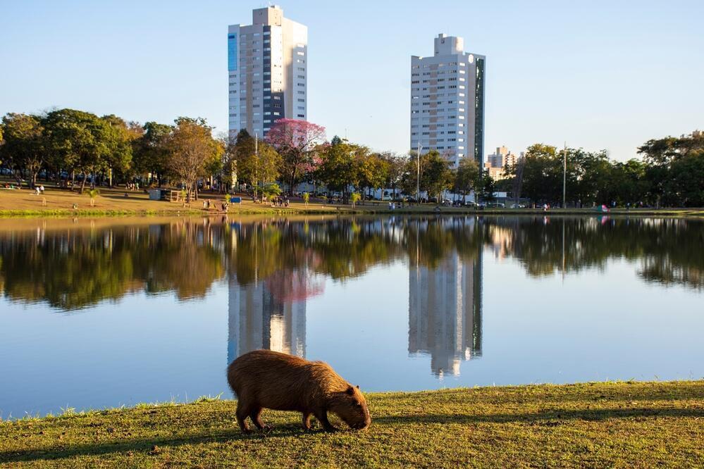 Capybara im Parque das Nações Indígenas