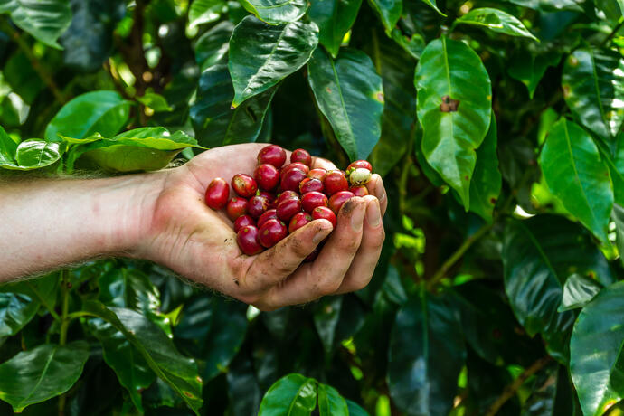 Monteverde Kaffeeplantage