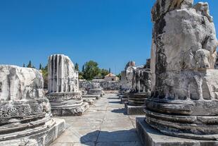 Didyma 