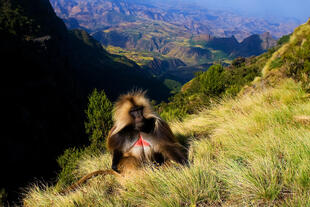 Affe an der Klippe des Simien-Gebirges
