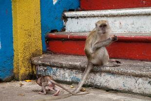 Affen auf den Treppenstufen zu den Batu Caves 