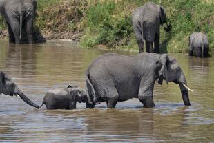 Elefanten im Mara Fluss