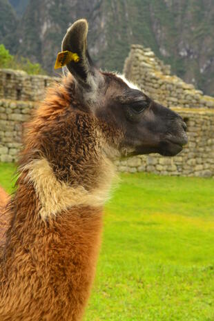 Lama bei Machu Picchu