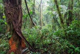 Bwindi Impenetrable Nationalpark