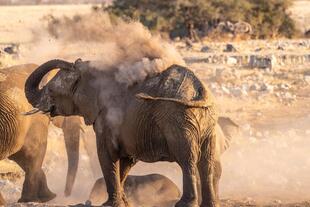 Elefanten im Etosha-Nationalpark