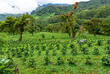 Kaffeeplantage in Boquete