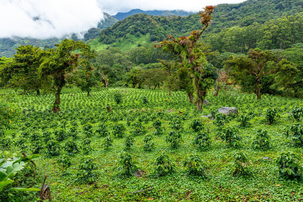 Kaffeeplantage in Boquete