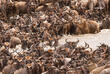 Gnu Herde