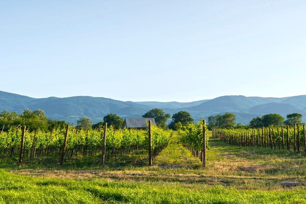 Weinregion Kachetien 