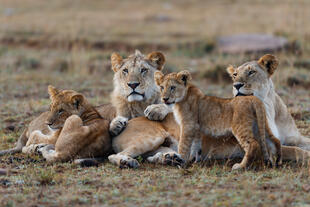 Löwen in der Masai Mara