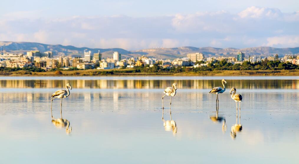 Salzsee mit Flamingos bei Larnaka, Zypern Reisen