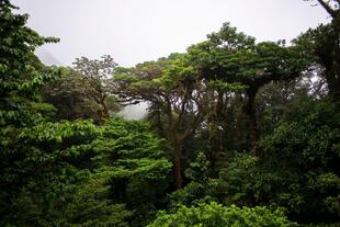 Nebelwald in Monteverde