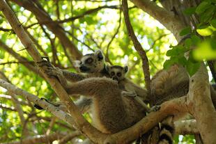 Sicht auf einen Kata Lemur im Isalo Nationalpark
