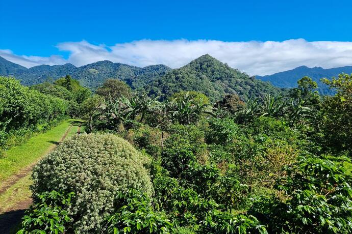 Grüne Kaffeeplantagen im Hochland von Boquete in Panama