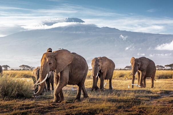 Elefanten in Kenia