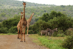 Giraffen & Zebras