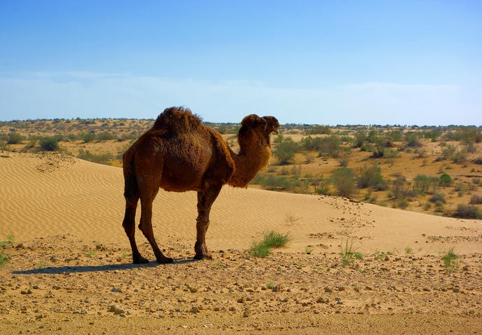 Karakum Wüste