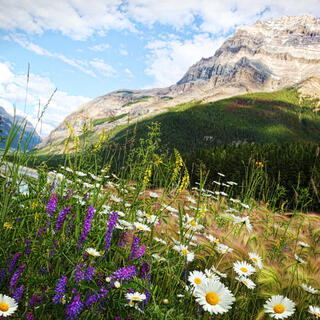 Blumen mit Rockies im Hintergrund 