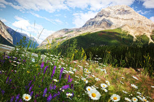 Blumen mit Rockies im Hintergrund 