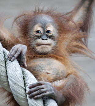 Junger Orang Utan 