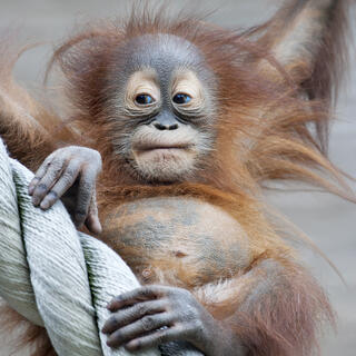 Junger Orang Utan 