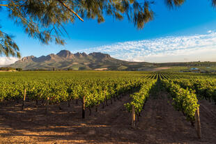 Weinreben in Stellenbosch