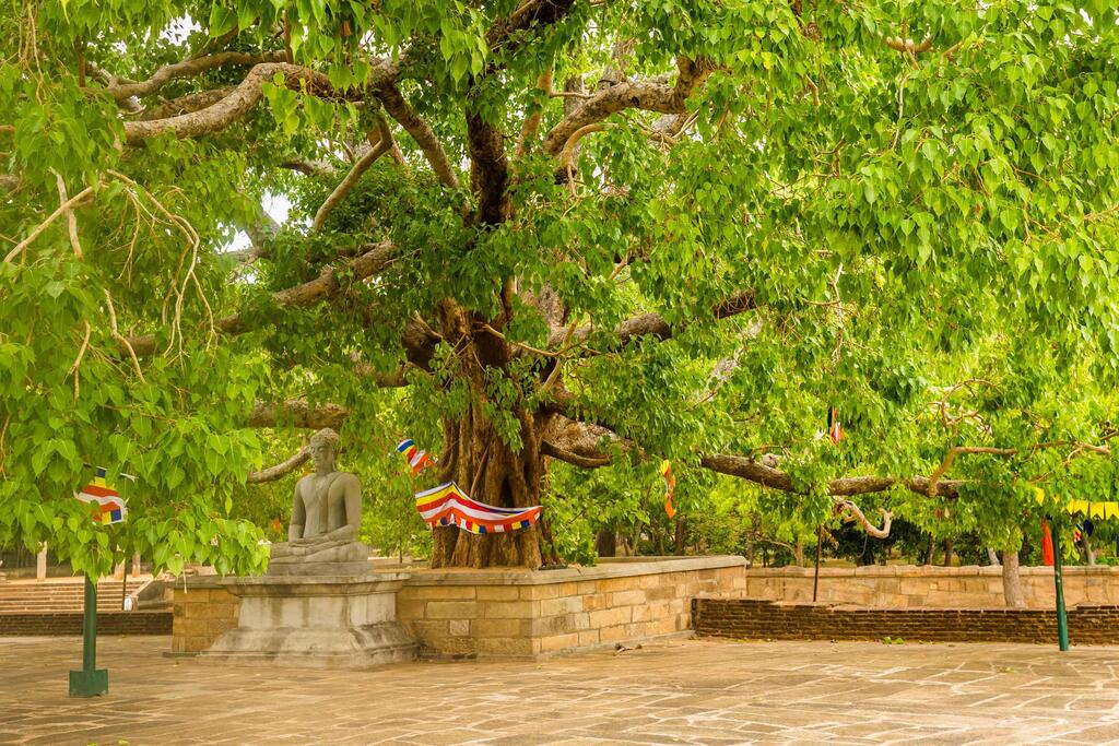 Bodhi-Baum in Anuradhapura