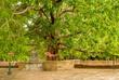 Bodhi-Baum in Anuradhapura