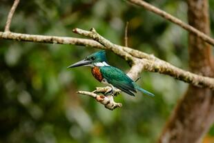 Eisvogel im Tortuguero Nationalpark