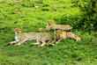Leopardenjunge mit Mutter