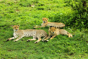 Leopardenjunge mit Mutter
