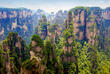 Aussicht auf die beruehmte Avatar Felsenlandschaft im Nationalpark Zhangjiajie