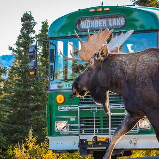 Elch im Denali Nationalpark