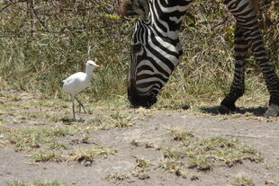 Fressendes Zebra im Serengeti Nationalpark