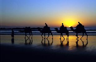 Kamele im Sonnenuntergang am Strand von Agadir