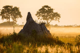 Morgengrauen im Okavango Delta