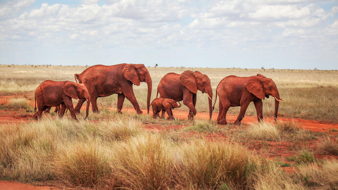Tsavo East Elefanten