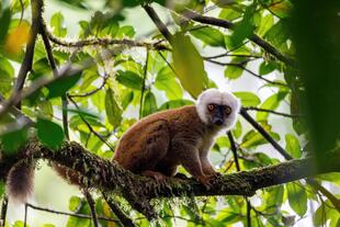 Lemur im Regenwald