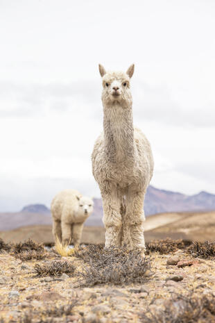 Lamas in Peru