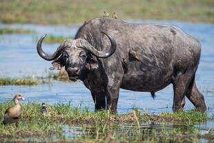 Wasserbüffel im Moremi Wildreservat