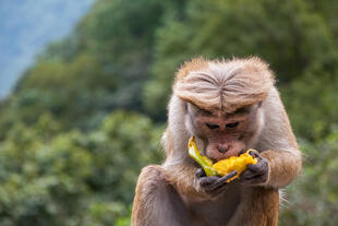 Affe mit einer Frucht