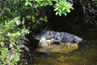 Alligator im Everglades-Nationalpark